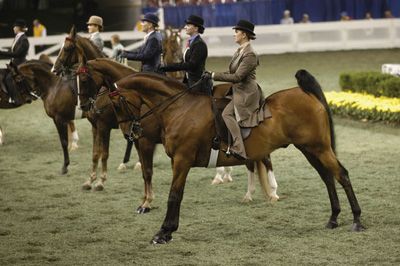 statefairhorses