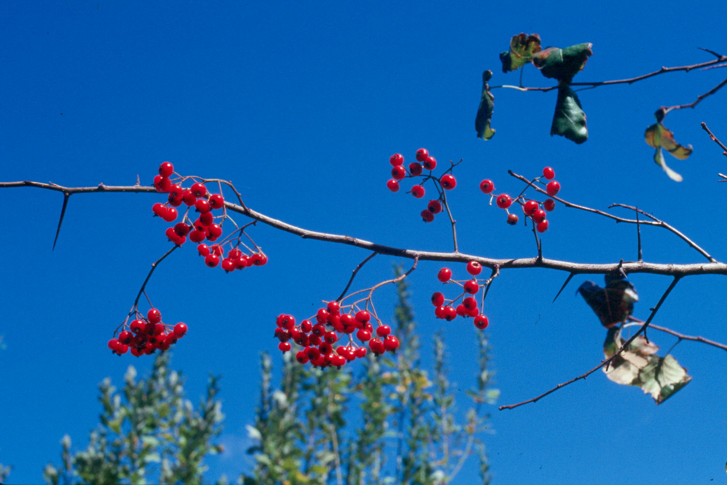 washingtonhawthorn