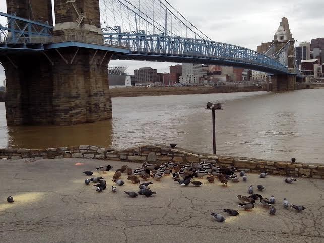 birdsonriverfront