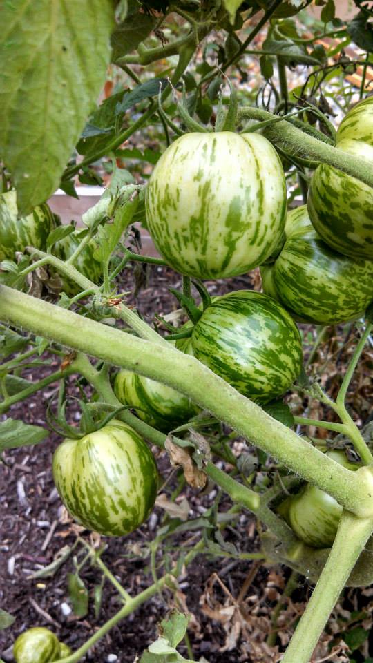 communitygarden