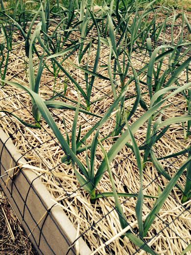 raisedbed