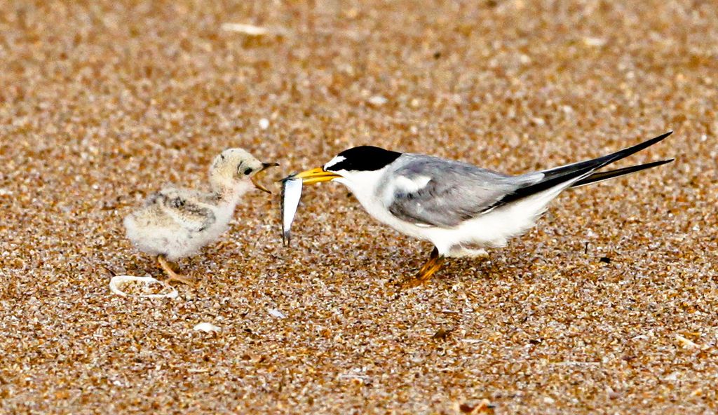 leasttern