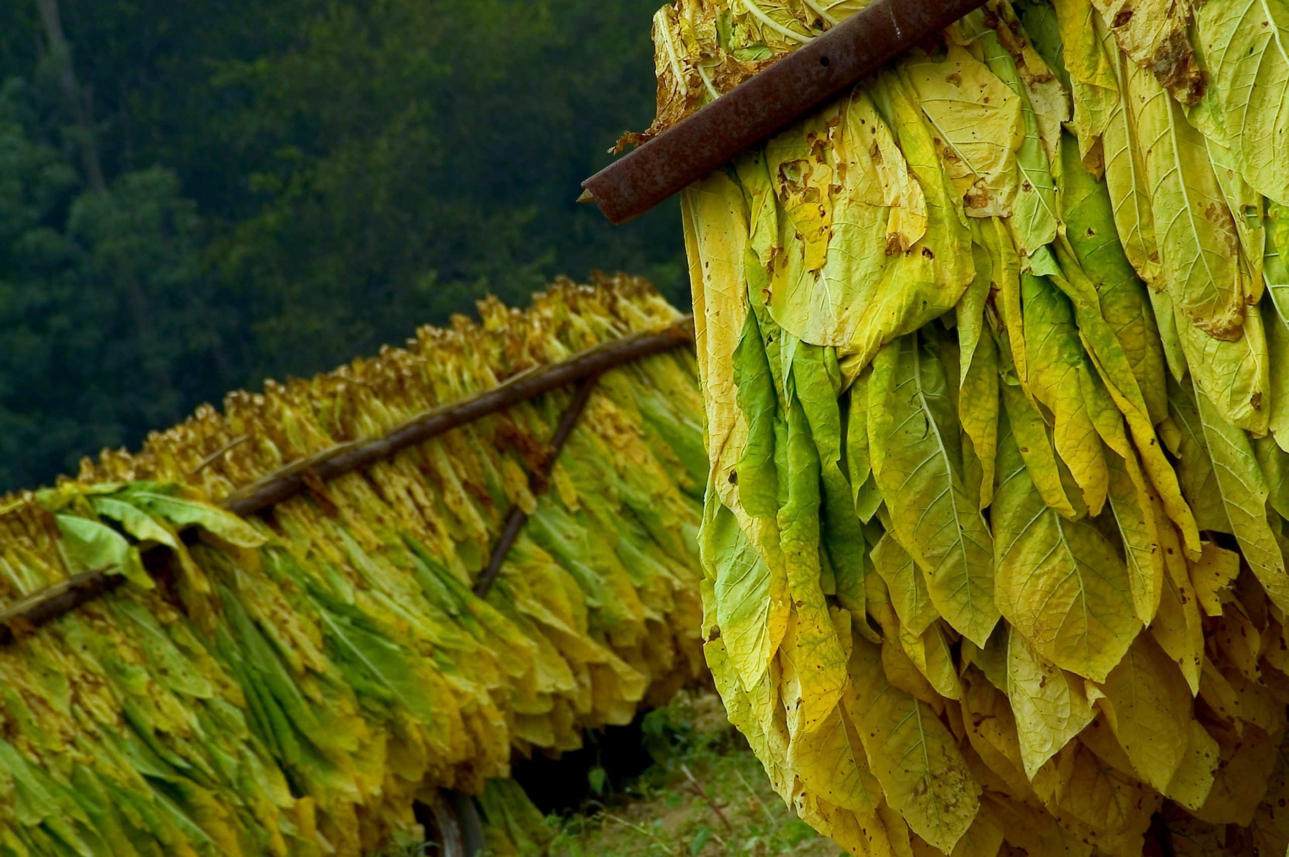 burleytobacco