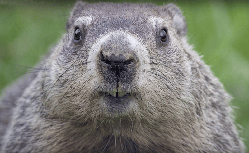 A groundhog looking into the camera