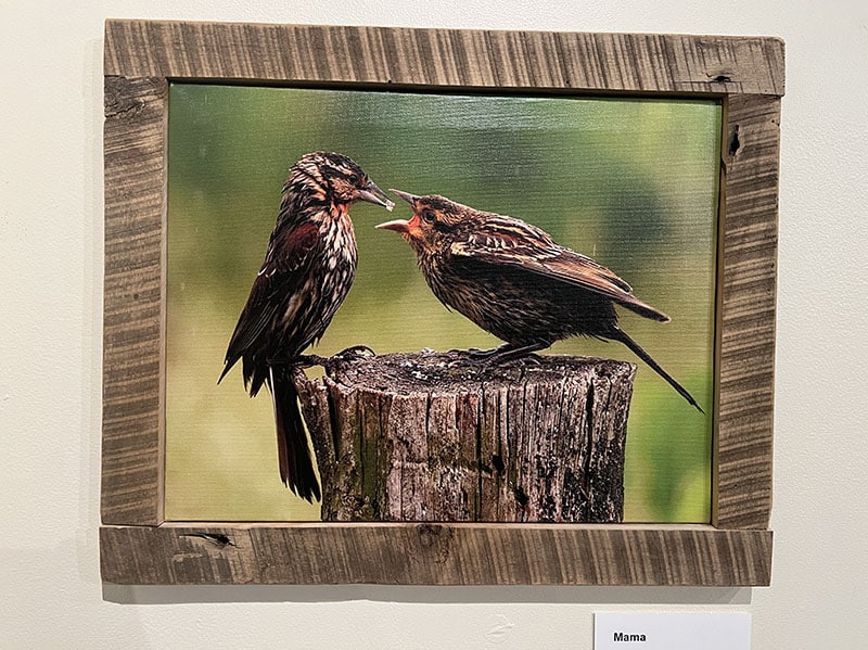 A mother bird feeds a grub to a baby bird
